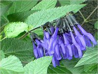 ���h�E�Z�[�W�iMeadow Sage�j