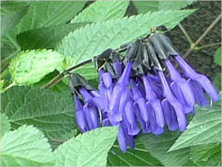 ���h�E�Z�[�W�iMeadow Sage�j