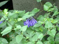 ���h�E�Z�[�W�iMeadow Sage�j