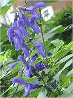 ���h�E�Z�[�W�iMeadow Sage�j