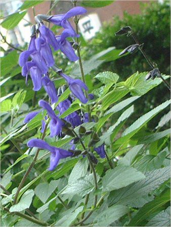 ���h�E�Z�[�W�iMeadow Sage�j