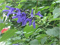 ���h�E�Z�[�W�iMeadow Sage�j