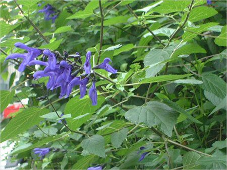 ���h�E�Z�[�W�iMeadow Sage�j