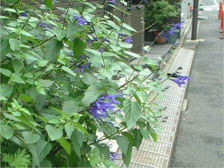 ���h�E�Z�[�W�iMeadow Sage�j