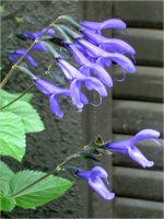 ���h�E�Z�[�W�iMeadow Sage�j