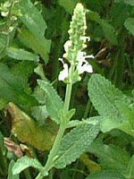�z���C�g�y�p�[�~���g(White peppermint)