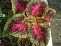 �R���E�X(Coleus)