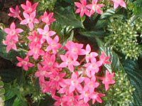 �y���^�X (Pentas)
