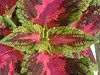 �R���E�X(Coleus)