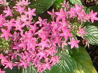 �y���^�X (Pentas)