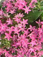 �y���^�X (Pentas)