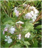 �T�|���\�E(Saponaria)