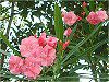 �L���E�`�N�g�E(��|��)