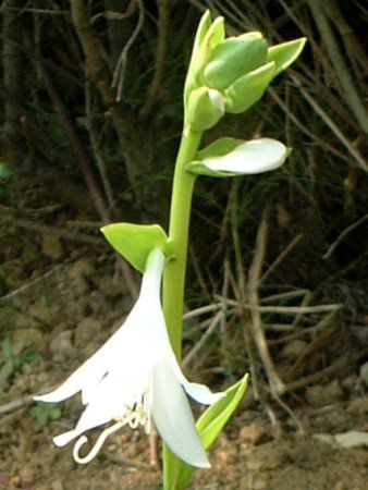 ���[�`�����X(Eucharis)