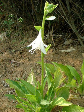 ���[�`�����X�E�O�����f�B�t����(Eucharis grandflora)