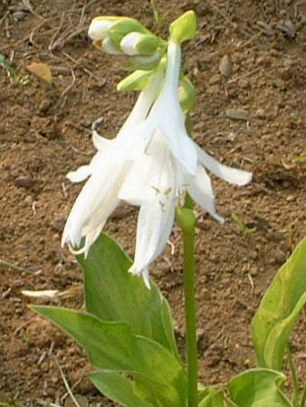 ���[�`�����X�E�O�����f�B�t����(Eucharis grandflora)