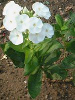 �t���b�N�X �E�p�j�L�����[�^