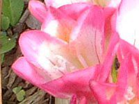 �t���[�W�A(Freesia)