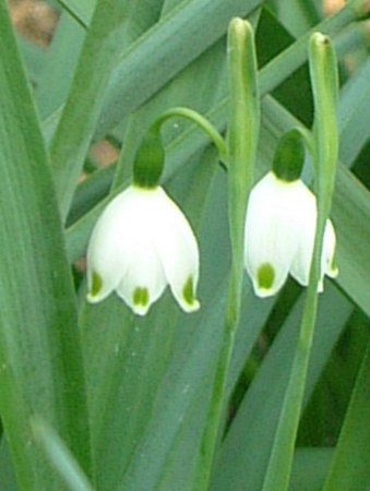 �X�m�[�t���[�N(Snowflake)
