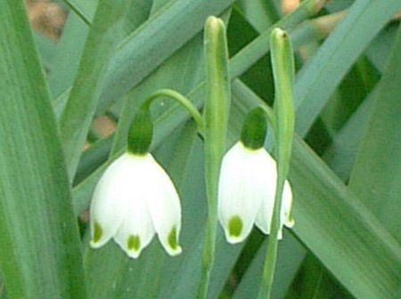 �X�m�[�t���[�N(Snowflake)