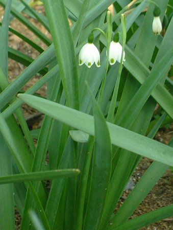 �X�m�[�t���[�N(Snowflake)