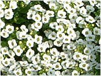 �X�C�[�g�A���b�T��(Sweet Alyssum)