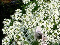 �X�C�[�g�A���b�T��(sweet alyssum)