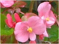 �x�S�j�A�E�Z���p�t���[�����X(Begonia semperflorens)