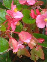�x�S�j�A�E�Z���p�t���[�����X(Begonia semperflorens)