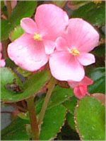 �x�S�j�A�E�Z���p�t���[�����X(Begonia semperflorens)