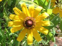 ���h�x�L�A��q���^�iRudbeckia hirta�j