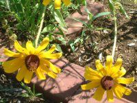 Rudbeckia hirta