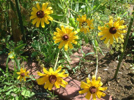 Rudbeckia hirta