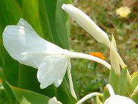 �W���W���[�E�����[�iGinger lily�j