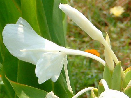 �W���W���[�E�����[�iGinger lily�j