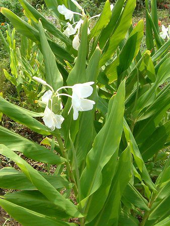 �W���W���[�����[(Ginger lily)