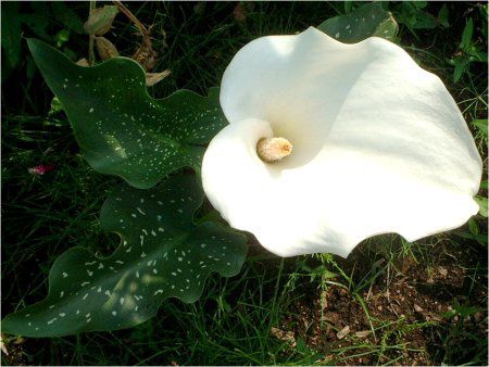 �J���[(Calla)