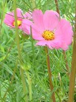 �R�X���X(Cosmos