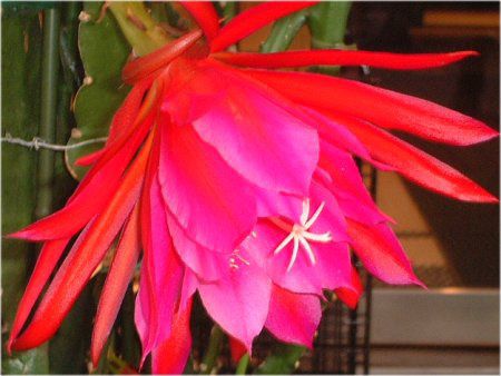 �I�[�L�b�h�J�N�^�X(Orchid cactus)