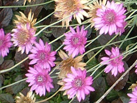 �L�Z�����Z�}��(Xeranthemum)
