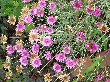 �L�Z�����Z�}���iXeranthemum�j