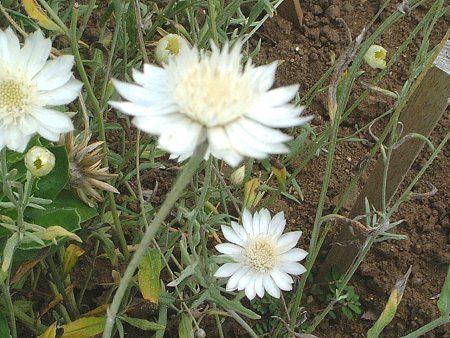�L�Z�����Z�}��(Xeranthemum)