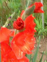 �O�W�I���X(Gladiolus)-red-summer