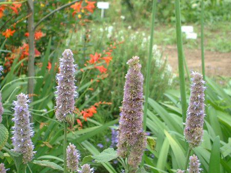 �A�j�X�q�\�b�v(Anise hyssop)