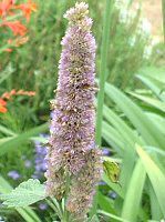 �A�K�X�^�[�V�F(Agastache) -purple-spring