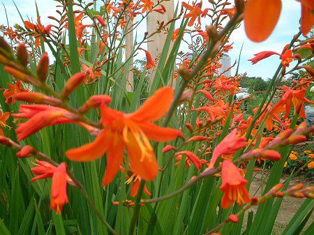 �N���R�X�~�A(Crocosmia)