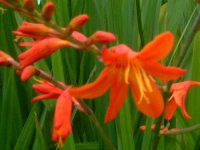 �N���R�X�~�A(Crocosmia)