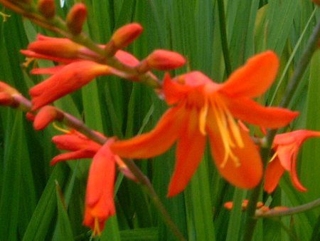 �N���R�X�~�A(Crocosmia)