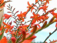 �����g�u���`�A�iMontbretia�j