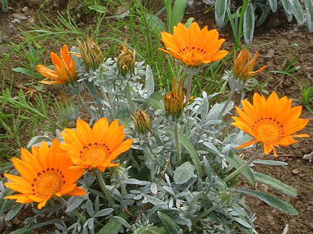 �K�U�j�A(Gazania)